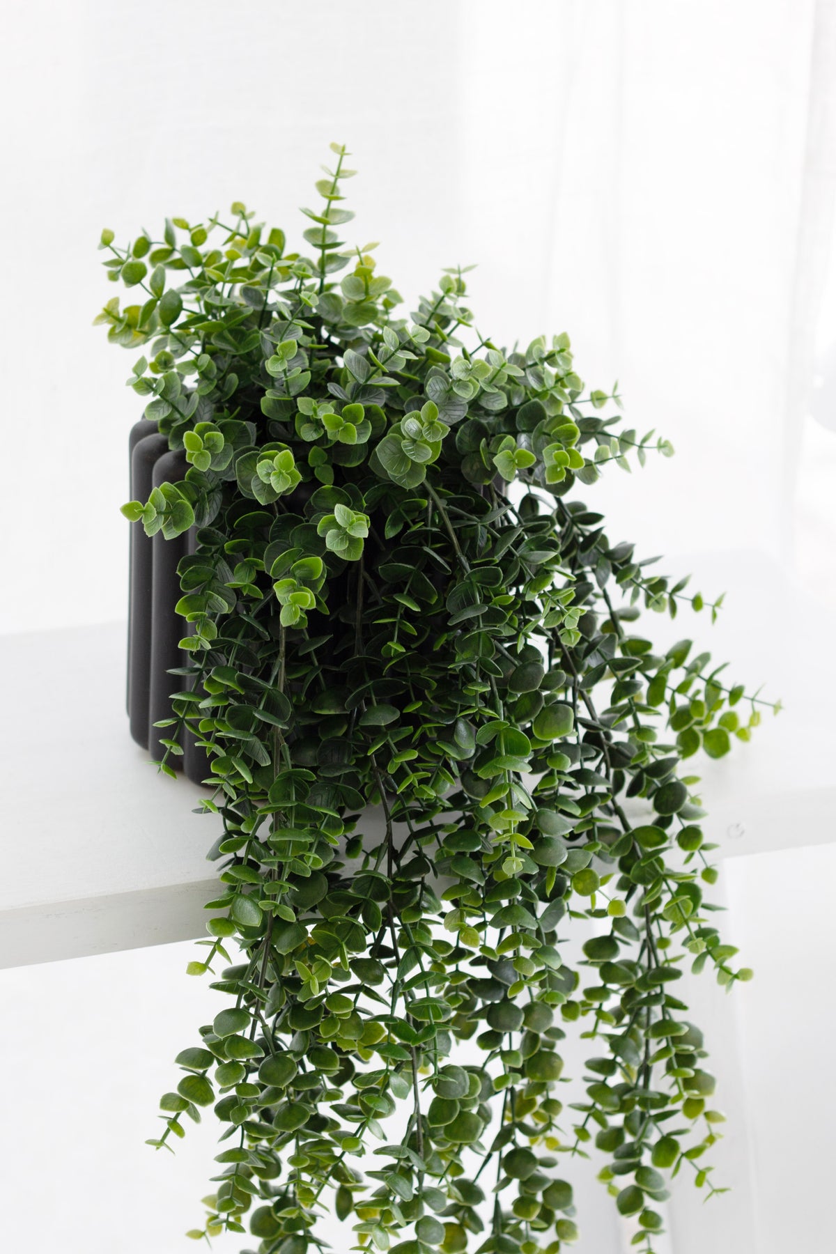 Green eucalyptus trailing from a dark pot set on a white ledge in soft daylight