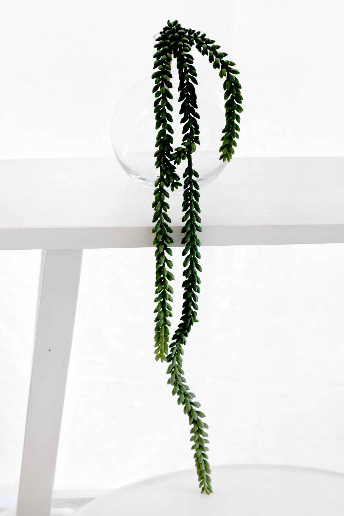 Burro's tail trailing from a white shelf