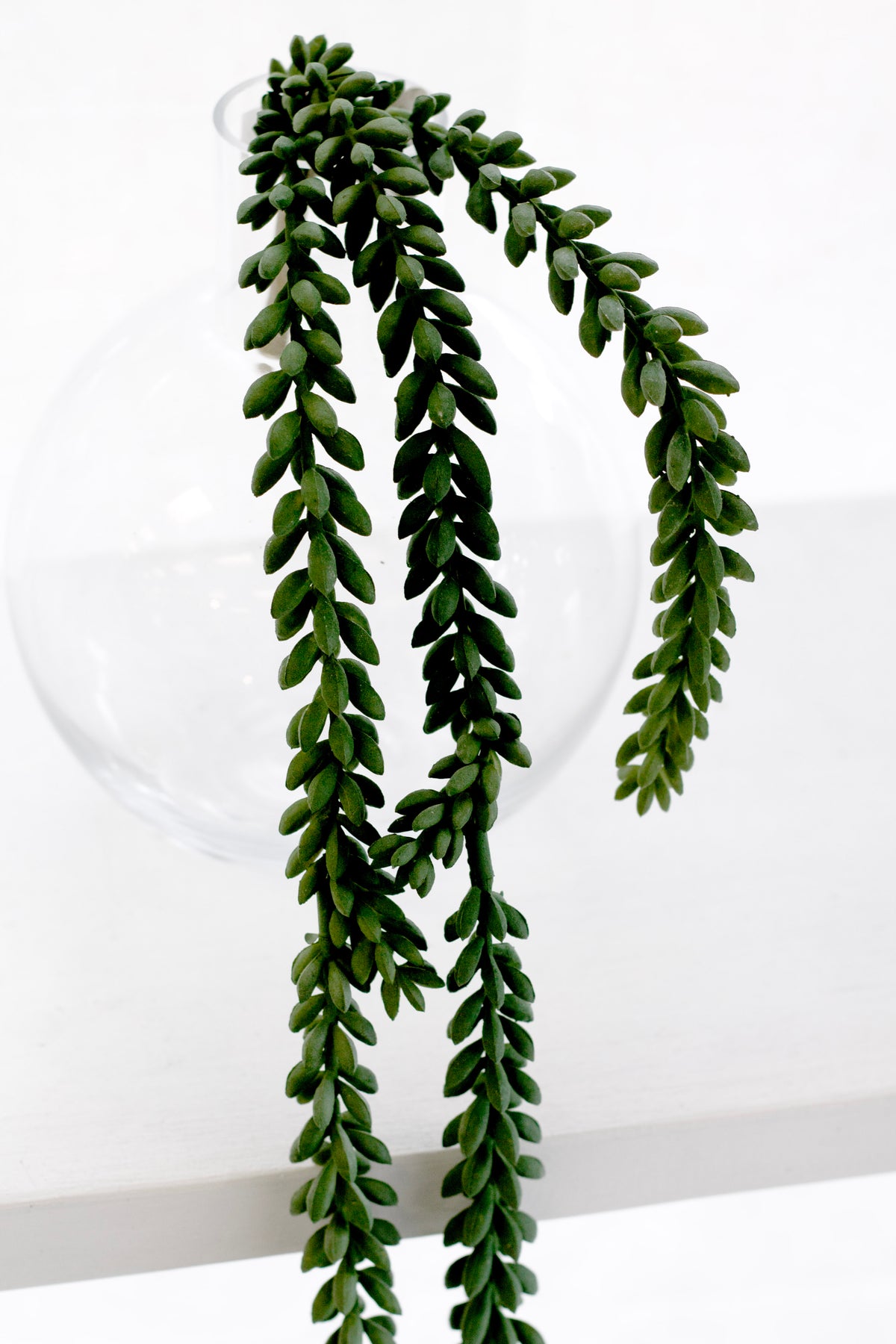 Burro's tail strands hanging down against white