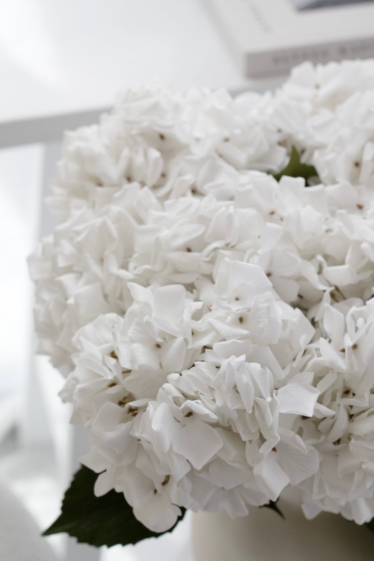 White hydrangea blooms filling the frame, a framed print just behind