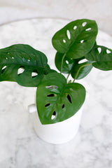 Artificial Swiss Cheese Plant – 24cm Potted Mini Monstera Decor