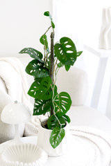 Swiss Cheese Plant – Faux Vining Monstera in Pot 63.5cm