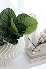 Calathea Orbifolia Leaf Bush – 35cm Faux Foliage Stem