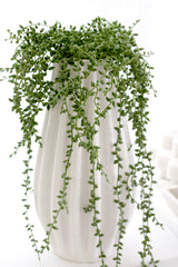 String of Pearls on Hanger – 66cm Faux Hanging Succulent