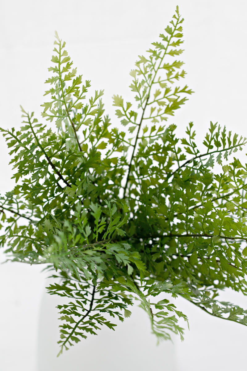 Hen & Chicken Fern Bush – 33cm Realistic Artificial Greenery