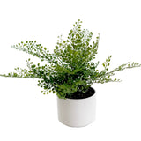 Maidenhair Fern Potted (32 cm) — Lush Faux Plant in White Pot