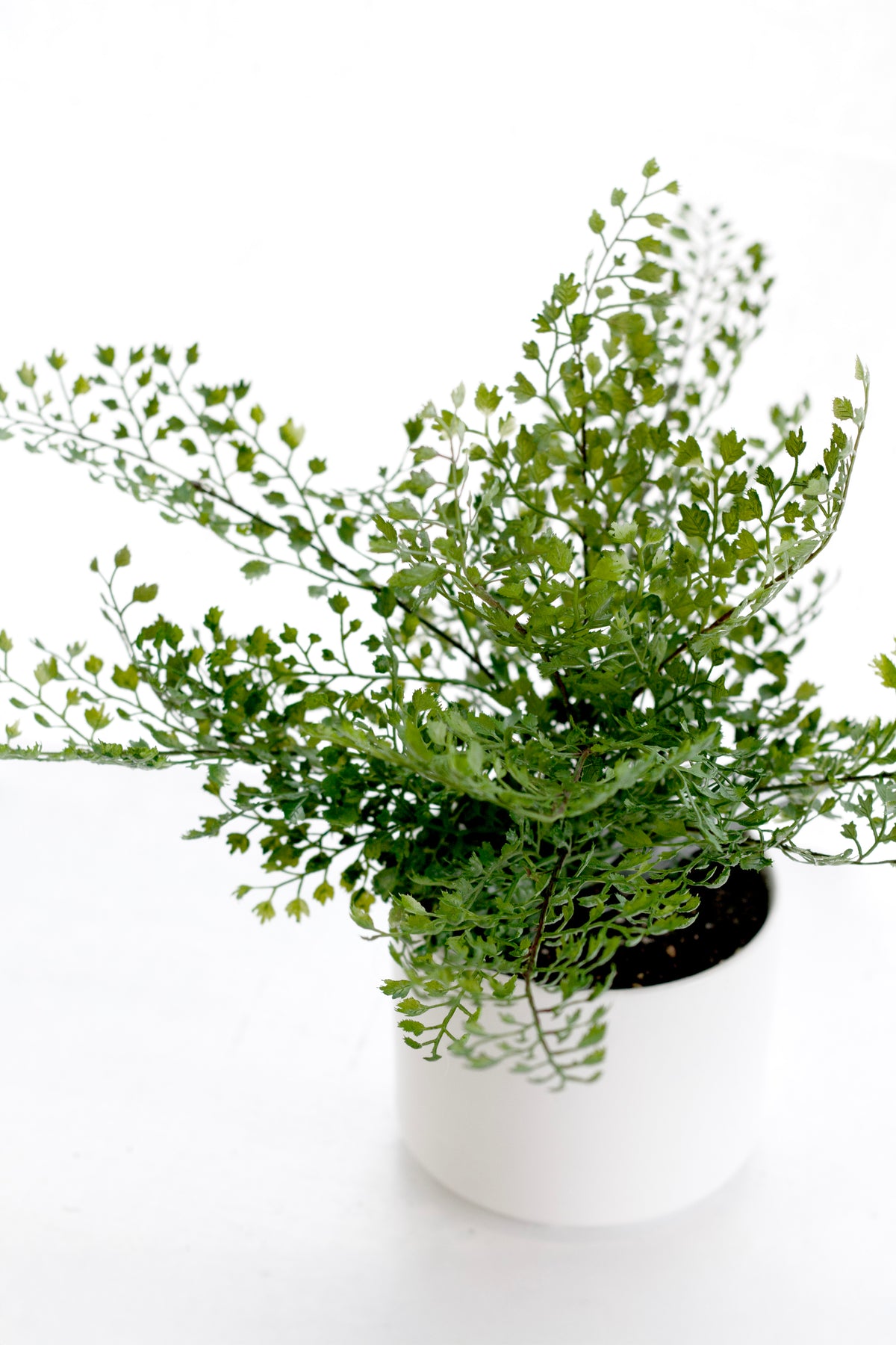Potted maidenhair fern in a white pot on a pale surface, fronds spreading wide