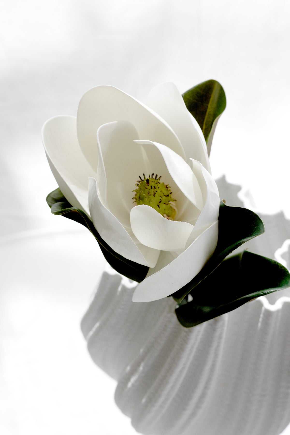 A single white magnolia bloom laid across the mouth of the pleated vase, seen from above