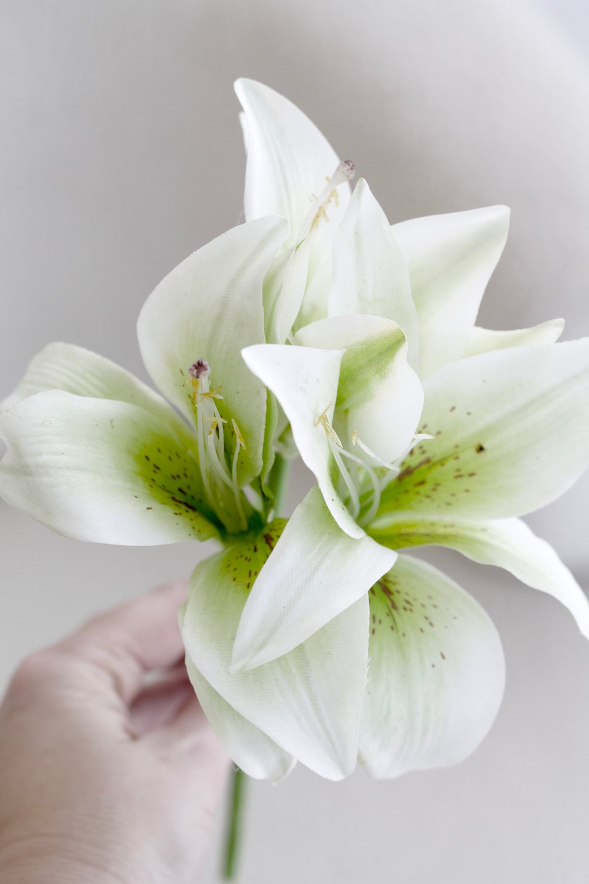 Hand holding a single cream lily bloom with a green throat