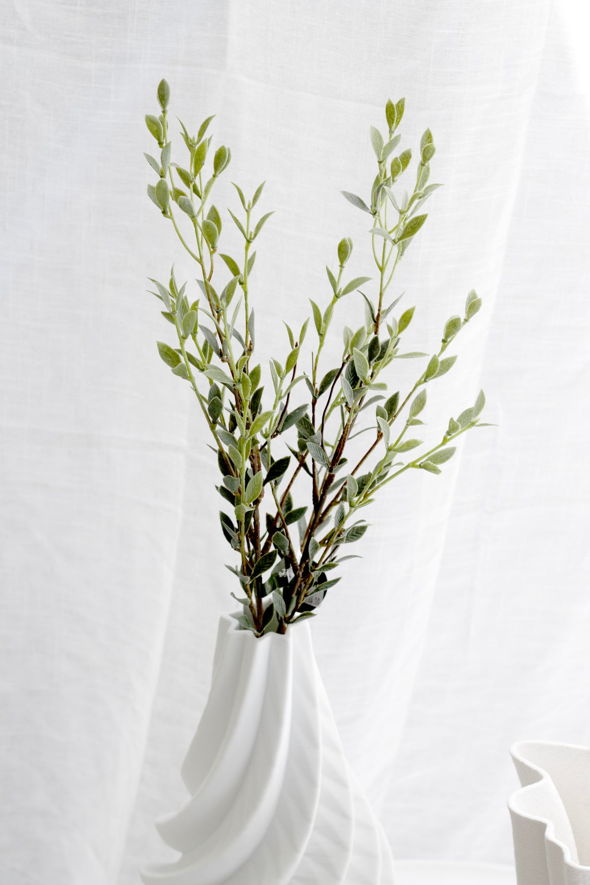 Ruscus sprays in a white scalloped vase, sheer curtain filtering the light behind