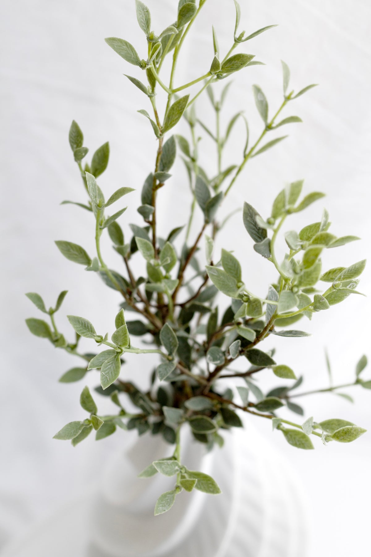 Close view of the ruscus foliage spreading from a scalloped white vase