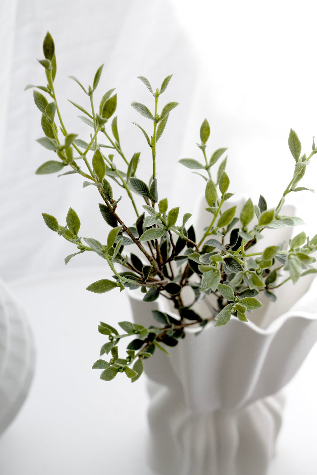 The scalloped vase of ruscus seen from below, leaves arching over the rim