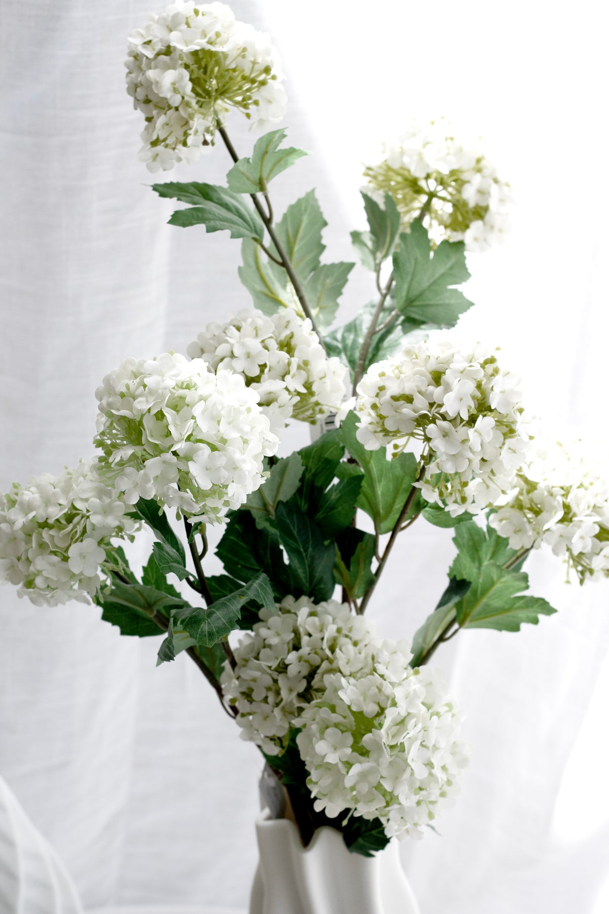 White viburnum stems in a vase against a sheer curtain, snowball heads open