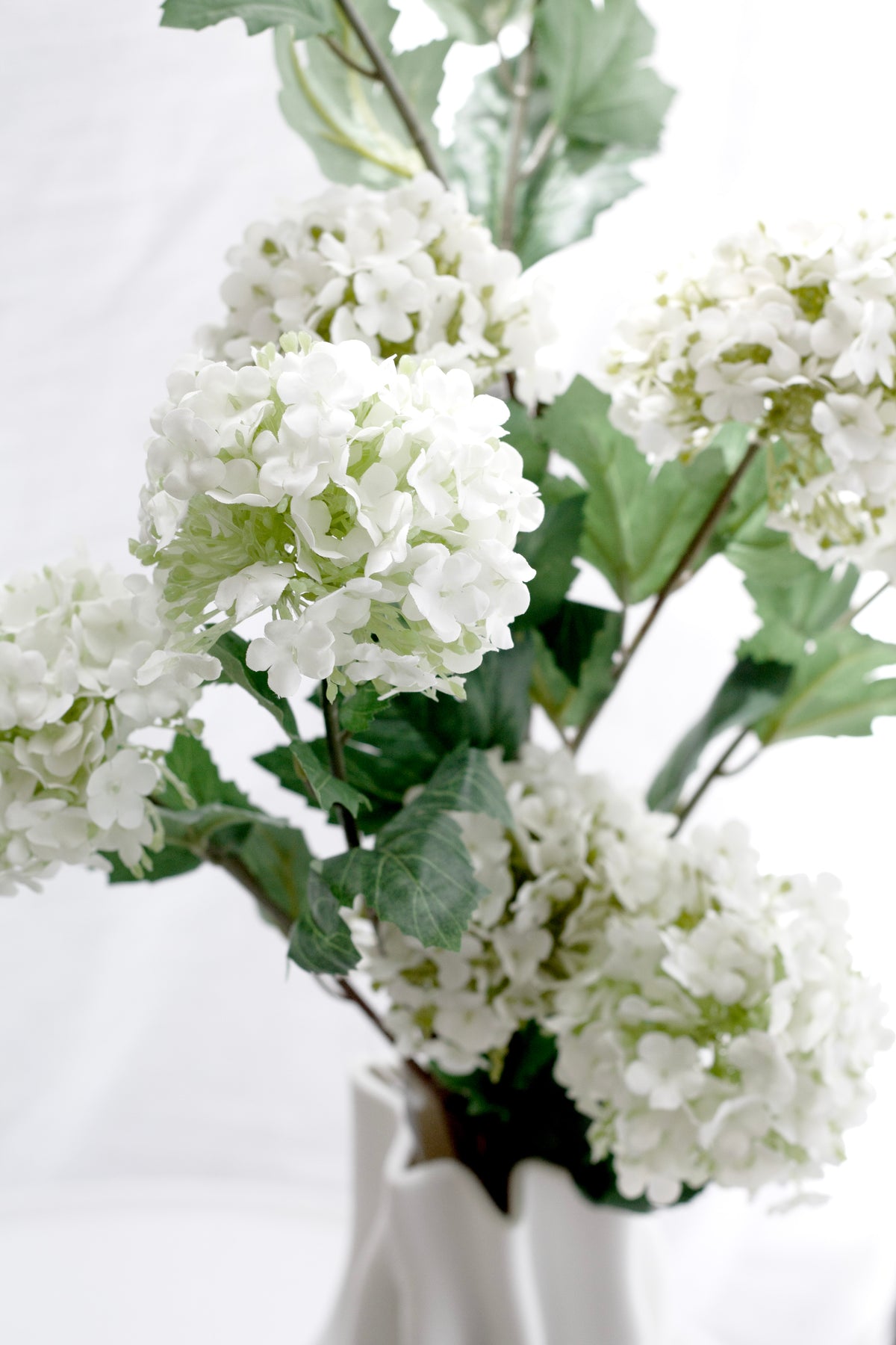White viburnum blooms and green leaves in close view against soft daylight