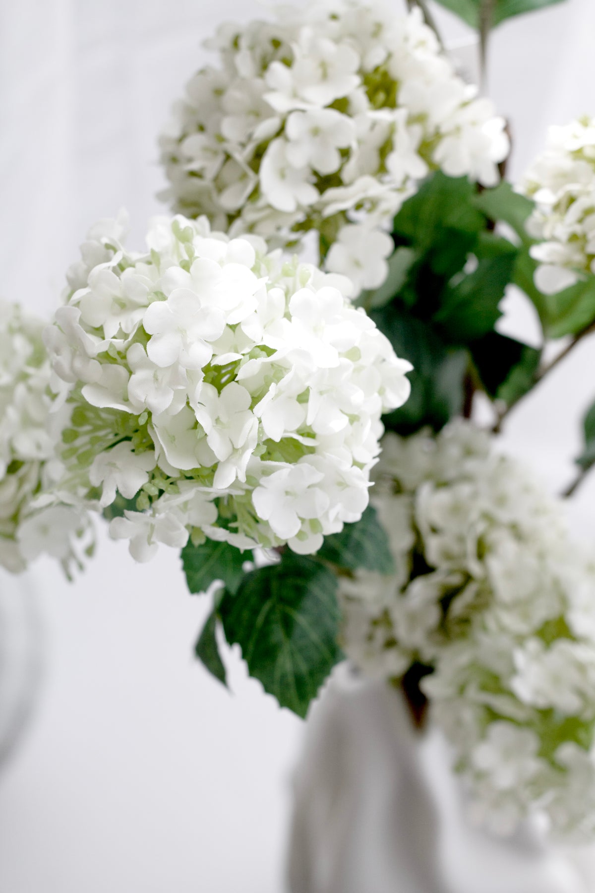 Close view of the white viburnum snowball blooms and their clustered florets