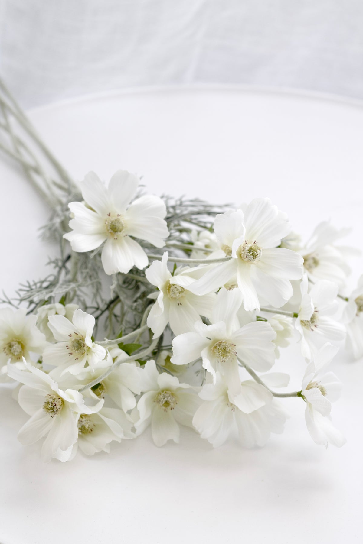 Close view of white cosmos blooms against a sheer curtain