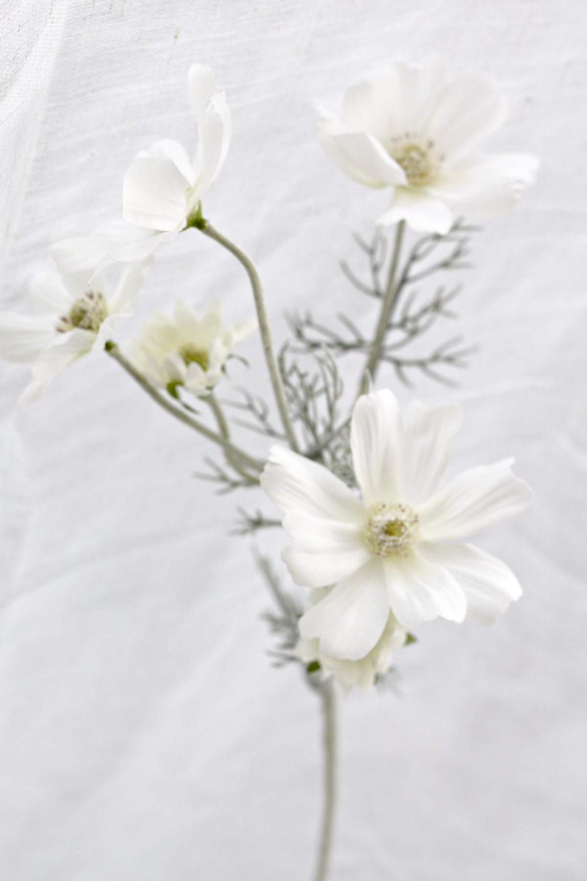 Close view of white faux cosmos blooms and fine foliage