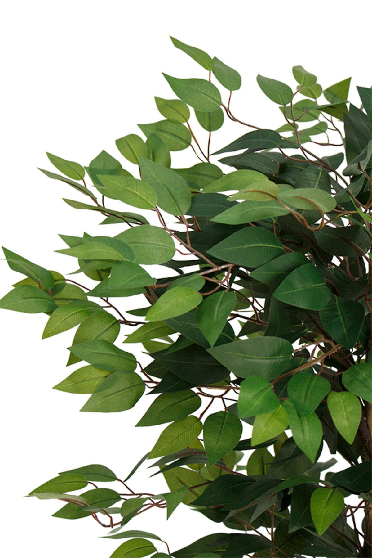 Close view of the ficus leaves and stems
