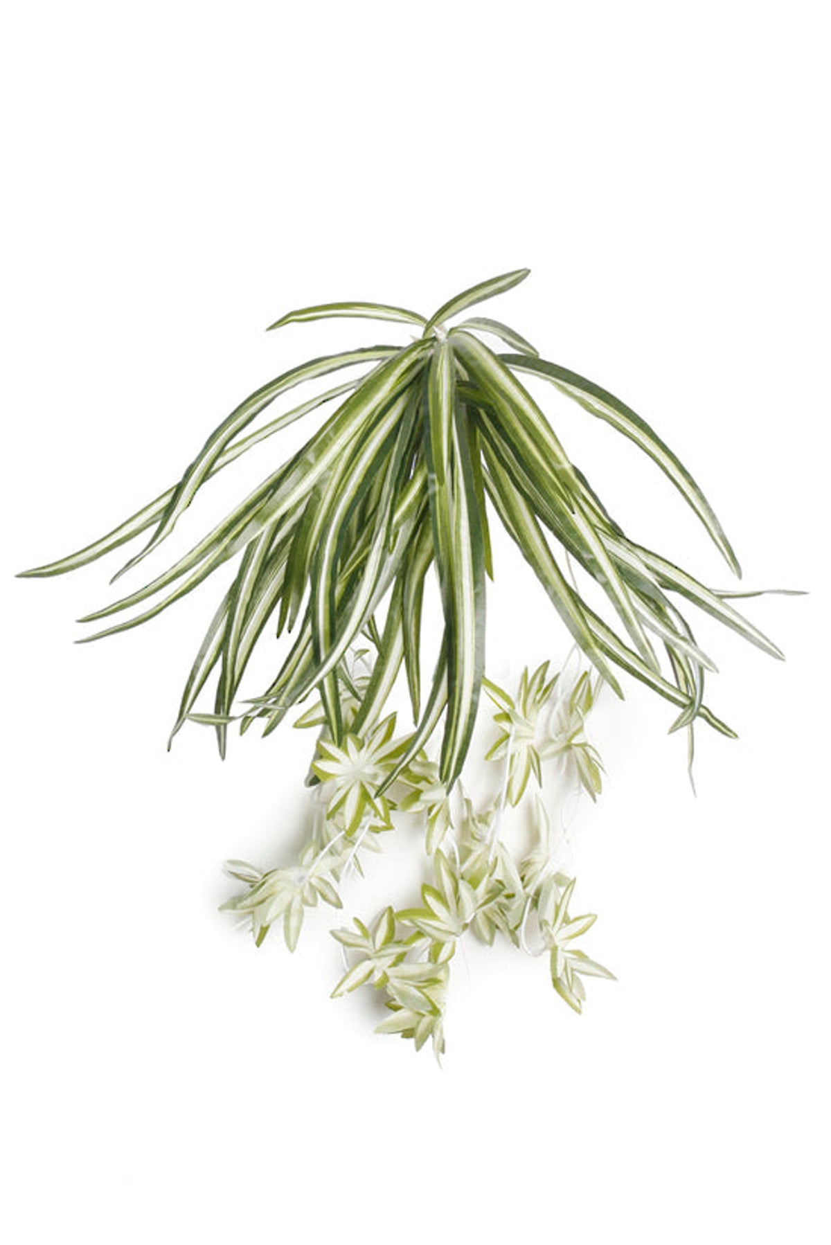 Faux spider plant, 64cm, with arching striped leaves and trailing plantlets, on white