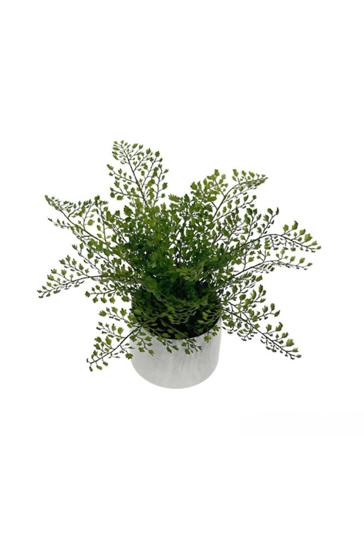 Maidenhair fern in a small white pot, on a white background