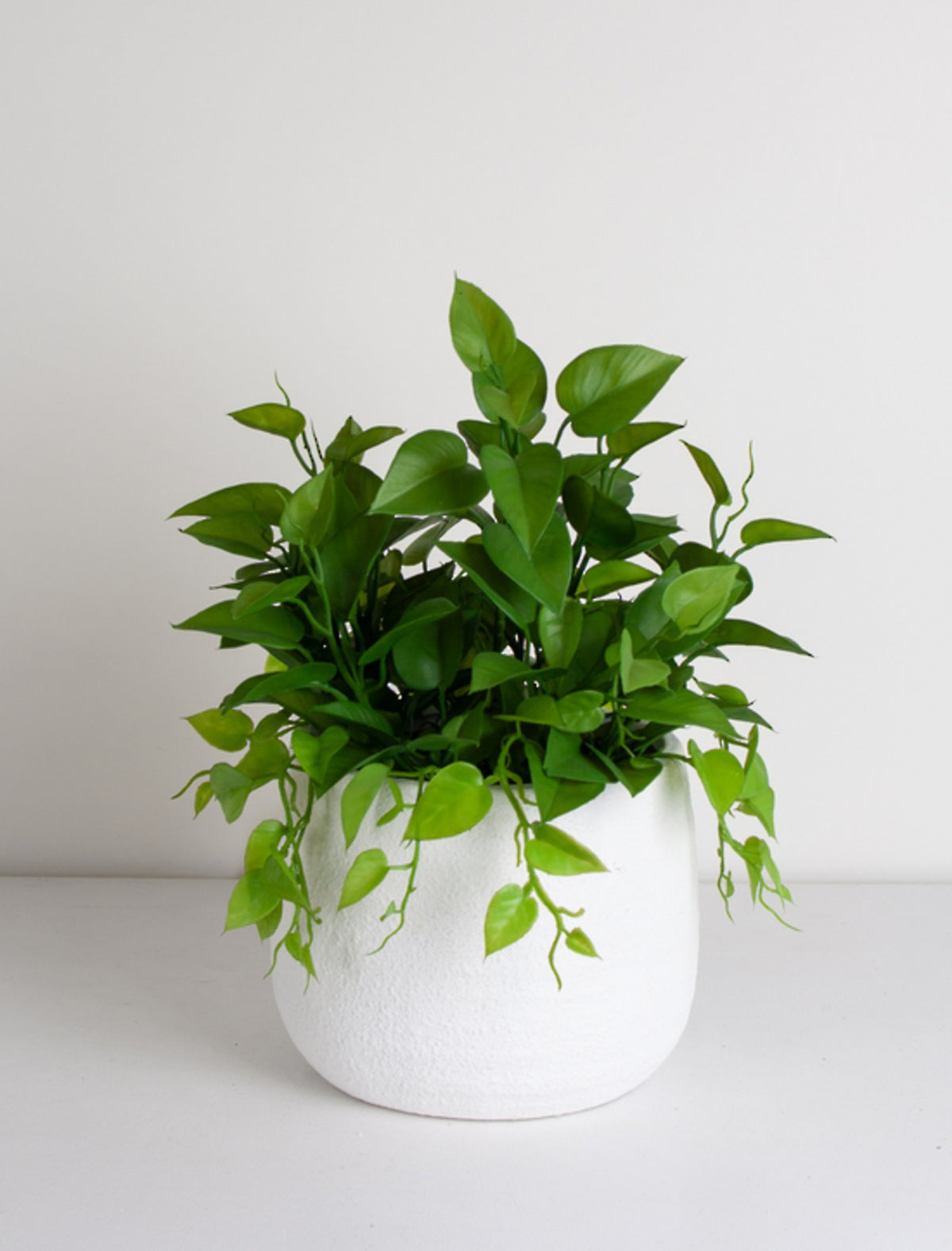 Golden Pothos Plant in a white round planter on a white surface against grey