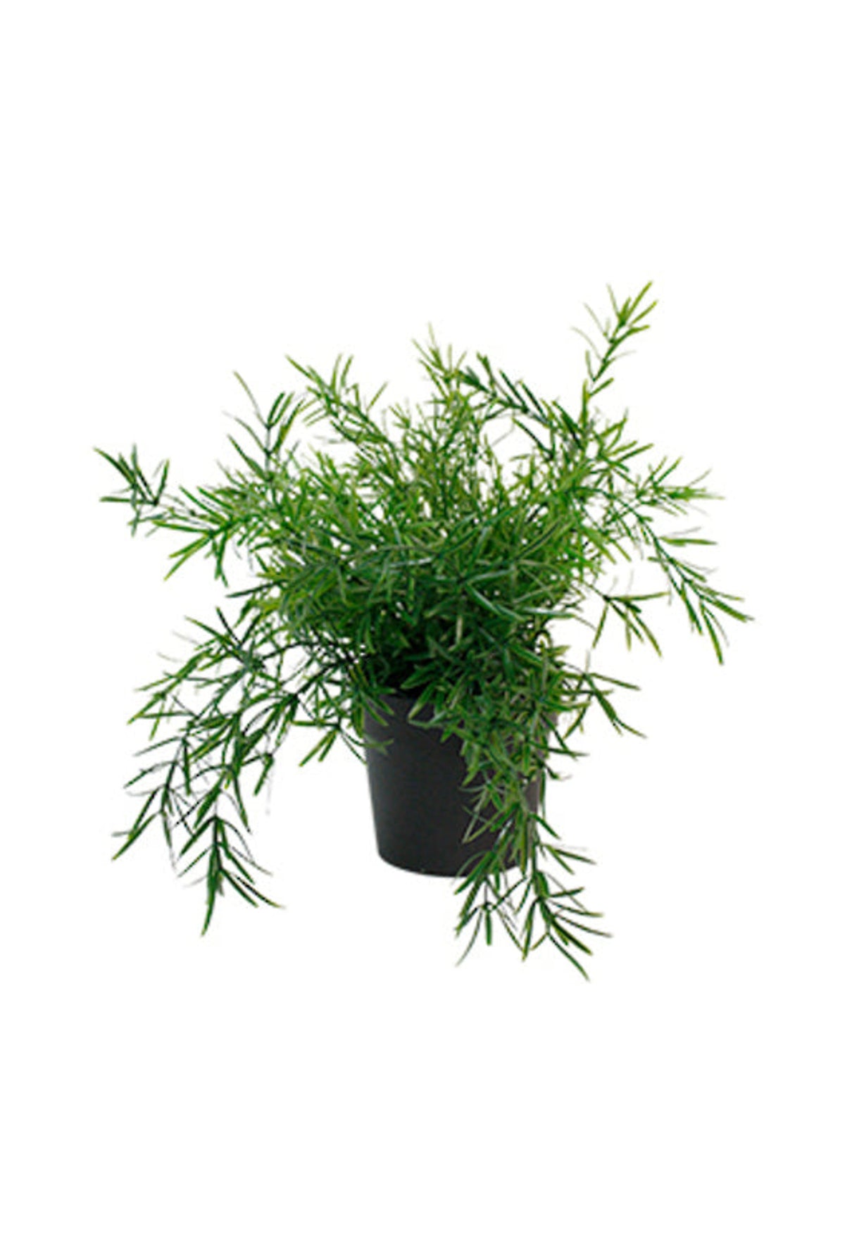 Faux asparagus fern bush with fine feathery fronds in a black pot, on white
