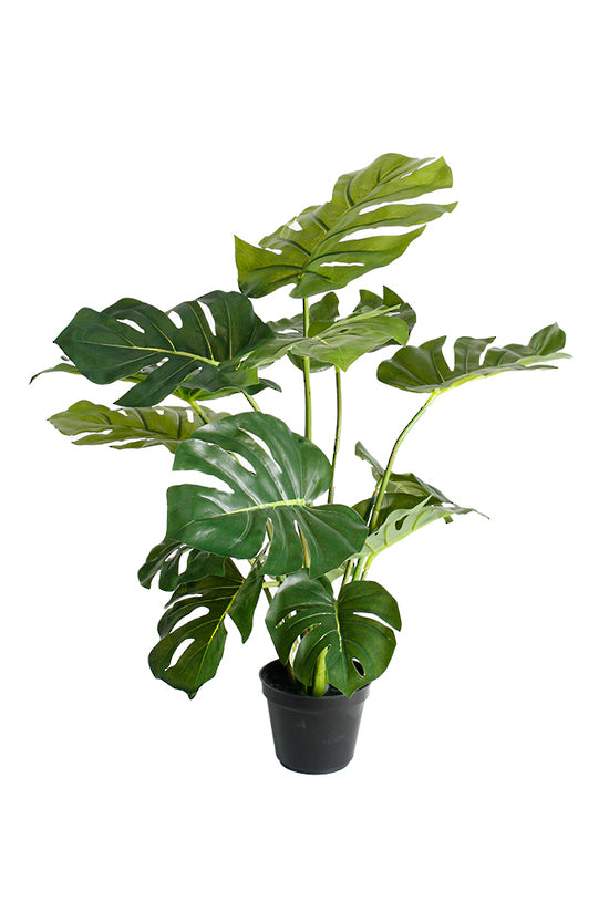 Split Leaf Philo Potted