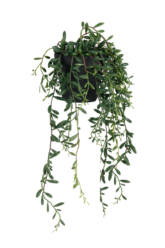 String of bananas in a black nursery pot, banana shaped leaves trailing, on white