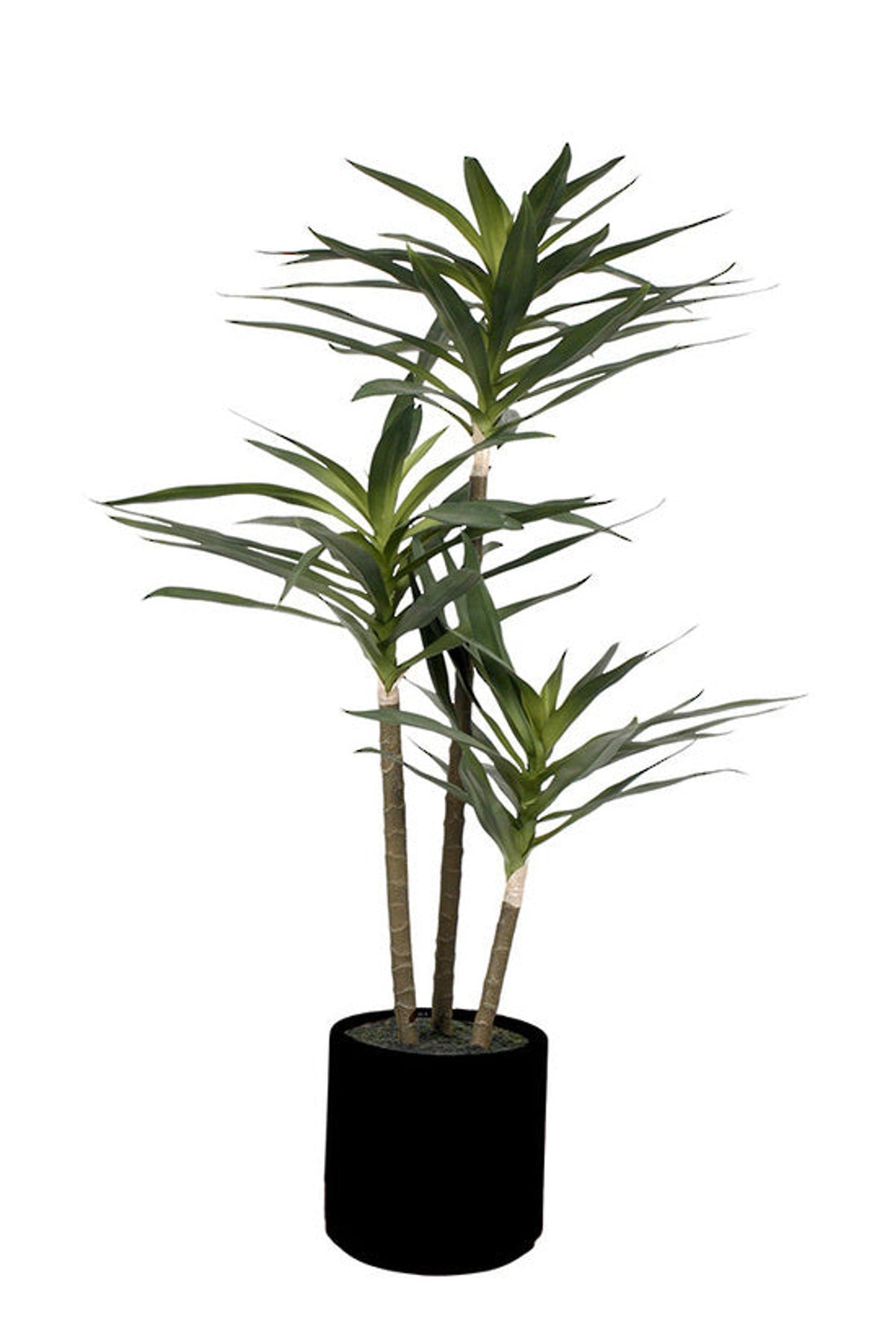 Faux dracaena arborea with long slim leaves on tall stems in a black pot, on white