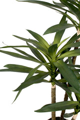 Dracaena Arborea 86cm – Faux Plant in Black Pot