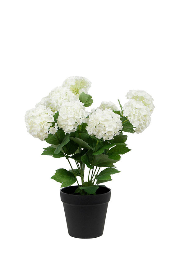 Snowball plant in the off white colourway, pompom blooms in a black pot, on white