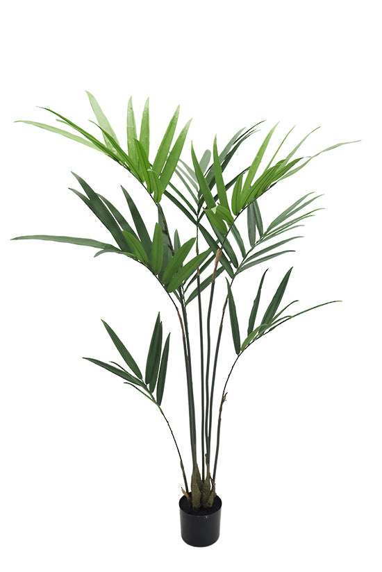 Potted kentia palm with arching fronds rising from slim canes in a black pot, on white