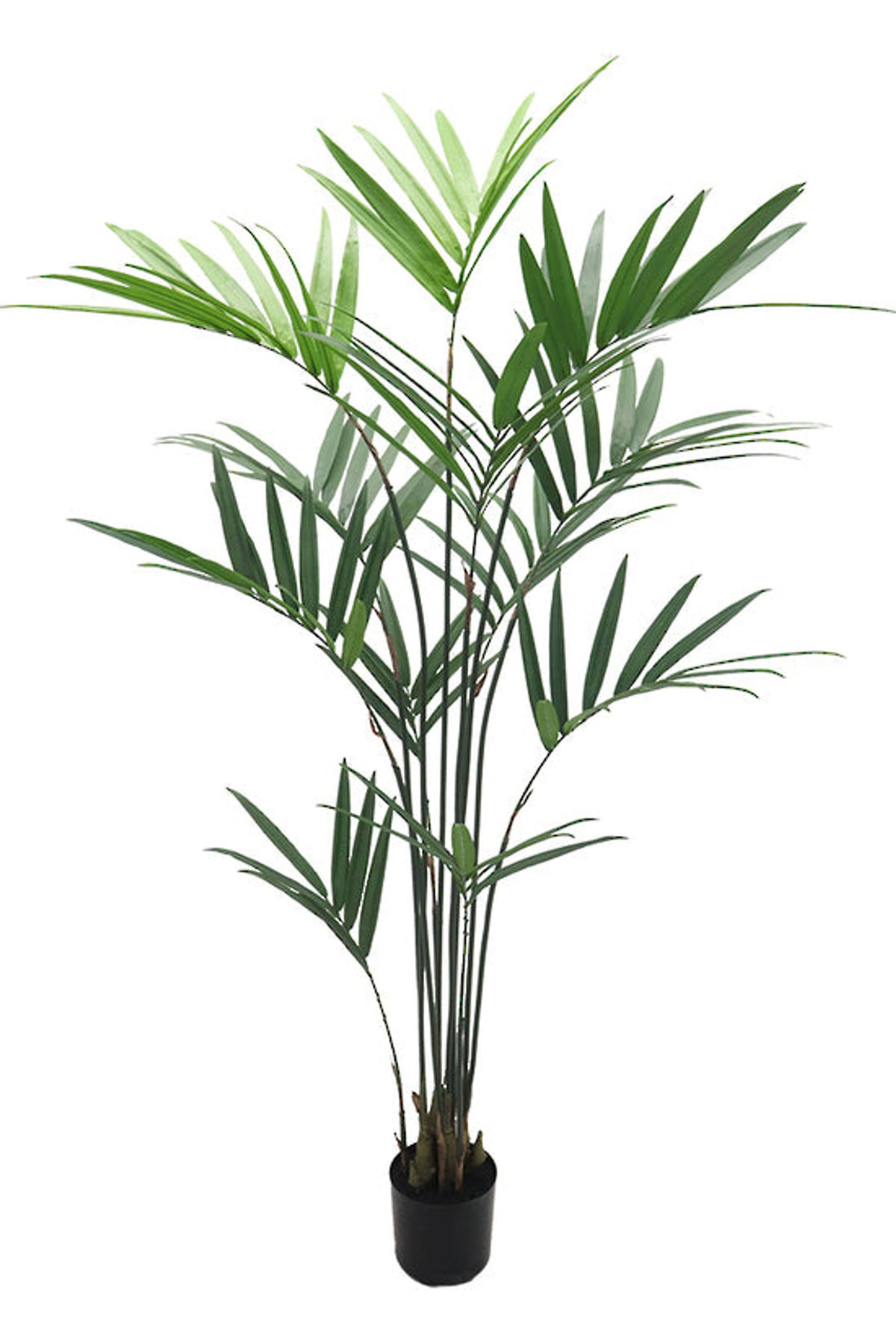 Taller kentia palm with a denser crown of fronds in a black pot, shown on white