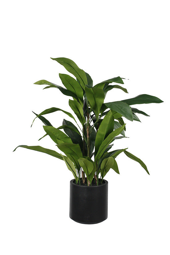 Faux aspidistra plant with long green leaves in a black pot, on white