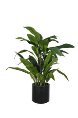 Aspidistra Plant in Decor Pot 1.2m – 46 Leaves