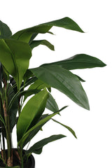 Aspidistra Plant in Decor Pot 1.2m – 46 Leaves