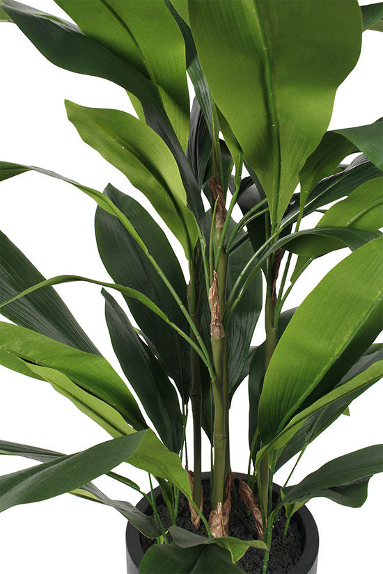 Close view of aspidistra leaves and stems above a black pot