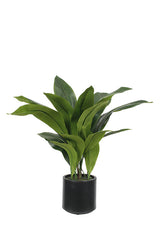 Aspidistra Plant in Decor Pot 76cm (22 Leaves)