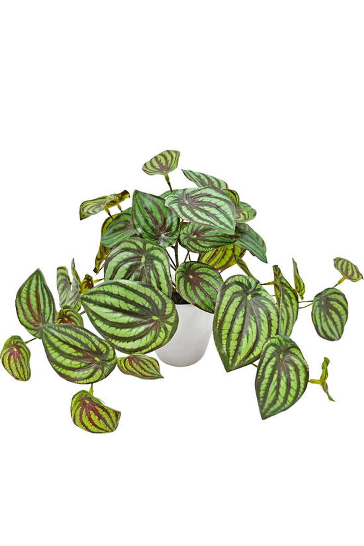 Faux watermelon peperomia with striped green leaves in a small white pot on a white background