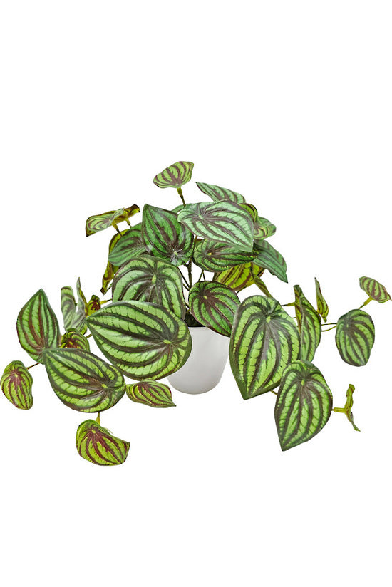 Faux watermelon peperomia with striped green leaves in a small white pot on a white background