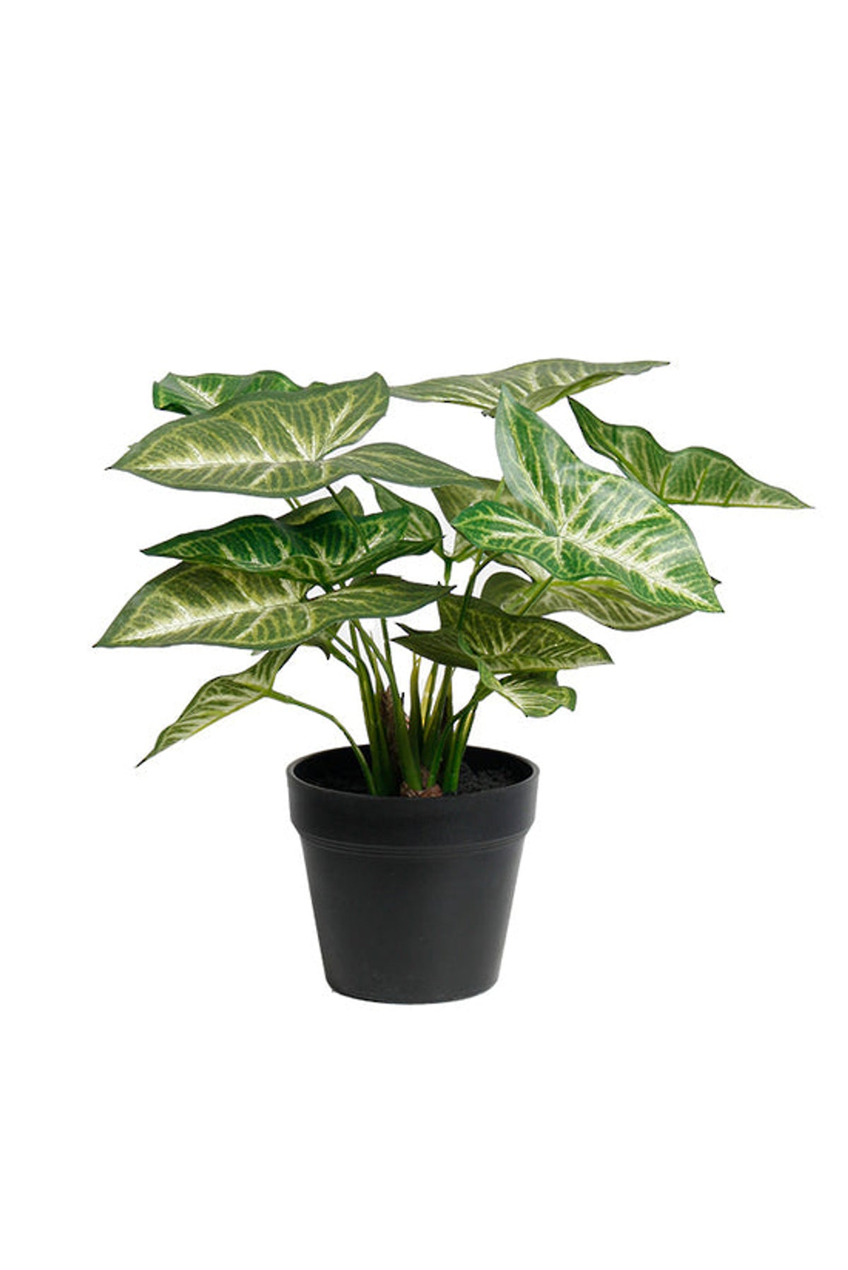 Faux syngonium with green and cream veined leaves in a black pot, on white