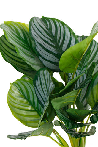 An Artificial Flora Calathea Orbifolia Leaf Bush with green leaves on a white background.