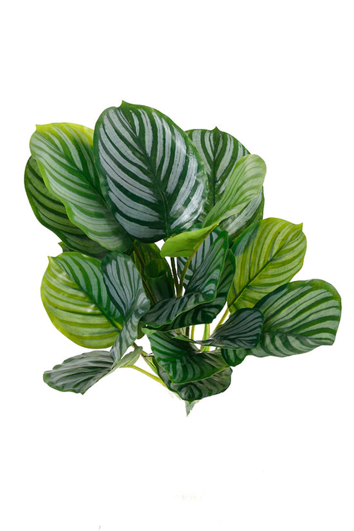 Faux calathea orbifolia bush with round striped leaves, on white