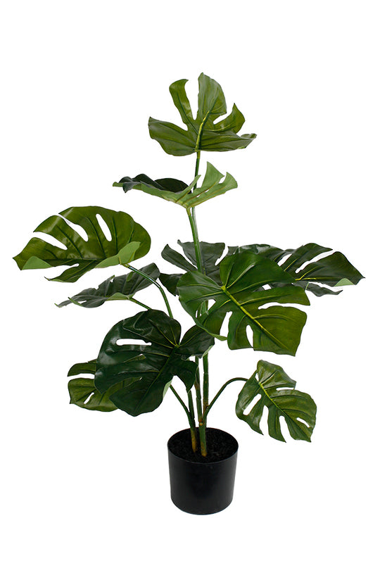 Monstera Potted Plant