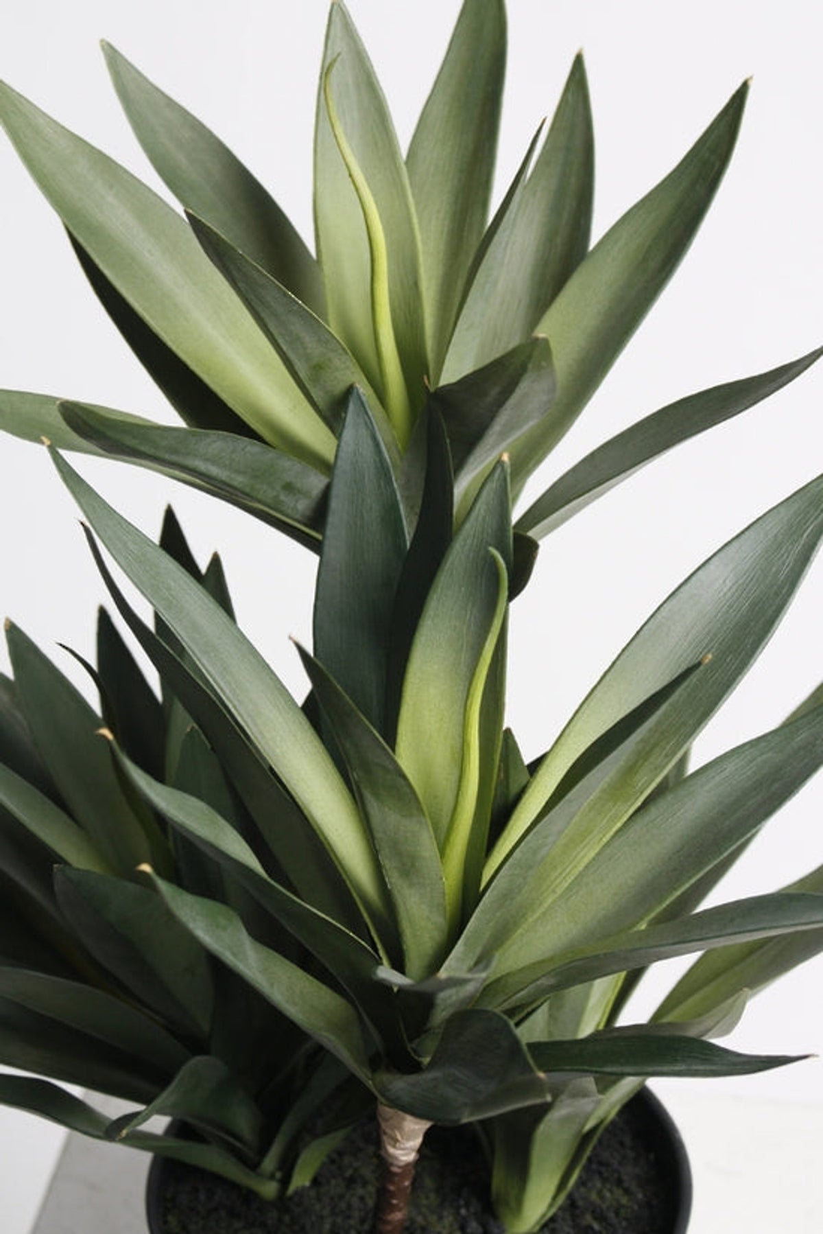 Close view of the dracaena leaves