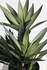 Small Dracaena – 45cm Potted