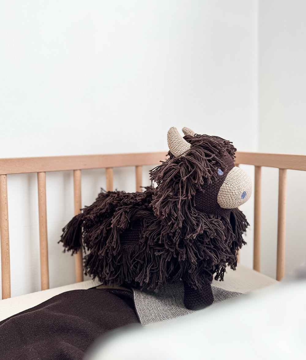 Fergus the Highland cow lying in a timber cot, shaggy chocolate coat in full view
