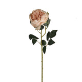 A single Austin Rose - Various Colours on a stem against a white background featuring maintenance by Artificial Flora.