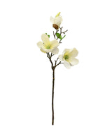 Evergreen Magnolia - White