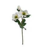 Garden Hellebore - White